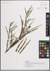 Foto von Salix eleagnos Scop.